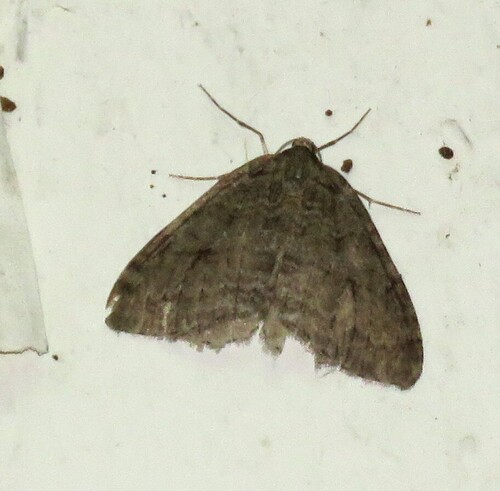 Autumnal Moth