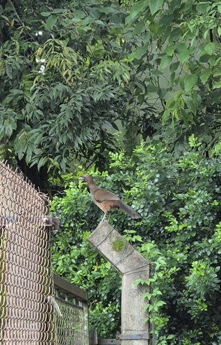 Scaled Chachalaca