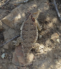 Phrynosoma blainvillii