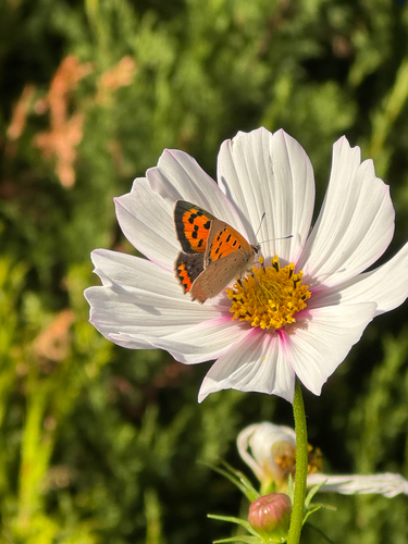 Small Copper