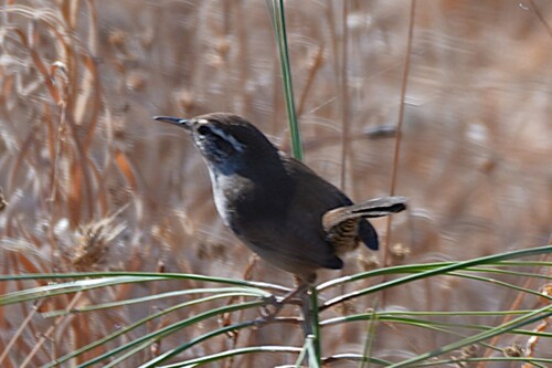 Bewick's Wren