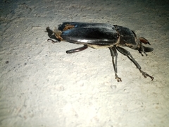 Mallodon chevrolatii