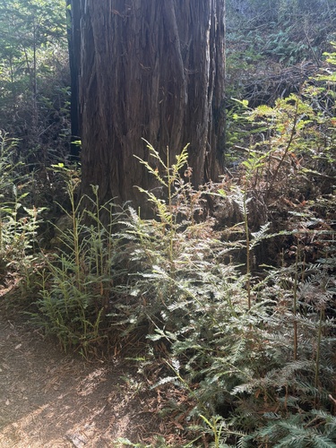 coast redwood
