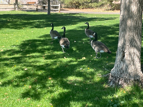 Canada Goose