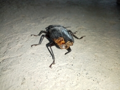 Mallodon chevrolatii