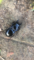 Pasimachus californicus