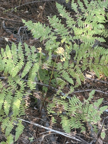 common bracken