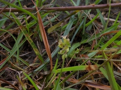 Gentiana tenuissima