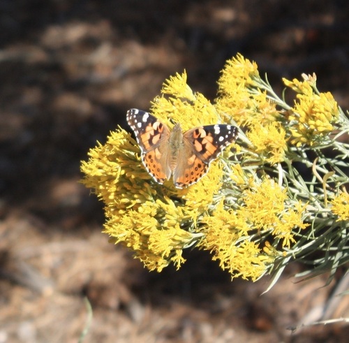 Painted Lady