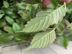 Ulmus rubra