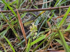 Gentiana tenuissima