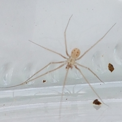 Spermophora senoculata