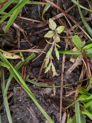 Gentiana tenuissima