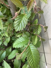 Ulmus rubra
