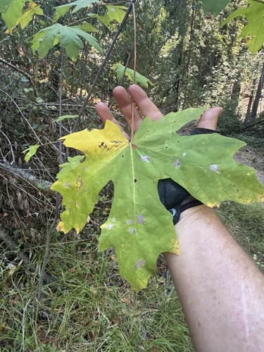 bigleaf maple