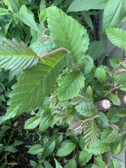 Ulmus rubra