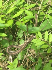 Thamnophis sirtalis