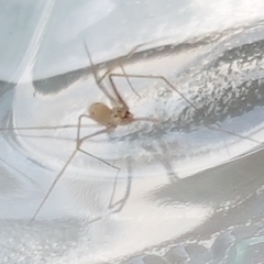 Spermophora senoculata