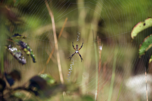 Yellow Garden Spider