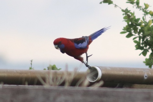 Crimson Rosella