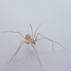 Spermophora senoculata