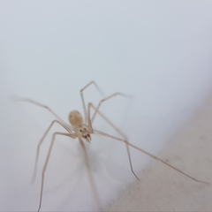 Spermophora senoculata