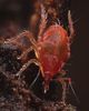 Bdelloid Mites - Photo (c) mrmacro, some rights reserved (CC BY-NC), uploaded by mrmacro
