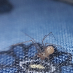 Spermophora senoculata