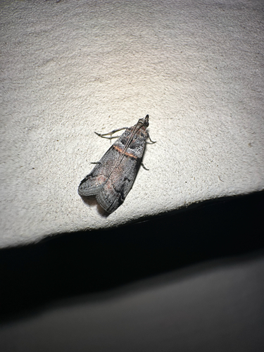 Tricolored Acrobasis Moth photo 3