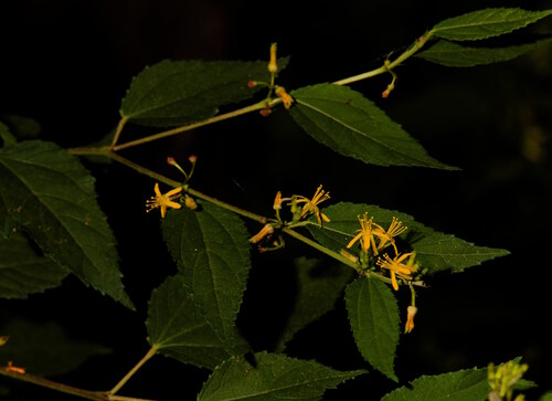 Triumfetta semitriloba observed 2026-09-27