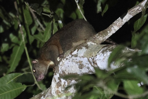Phalanger orientalis observed 2026-09-23