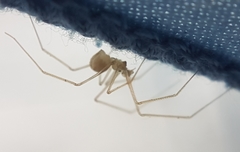 Spermophora senoculata