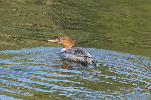 Common Merganser