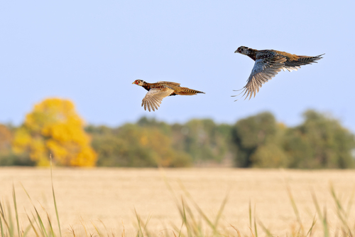 Ring-necked Pheasant
