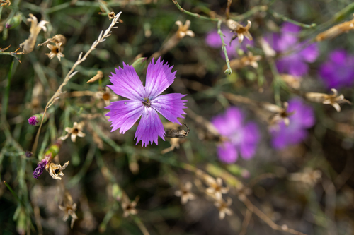 Dianthus hypanicus observed 2026-09-26