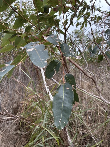 Eucalyptus botryoides observed 2026-10-02