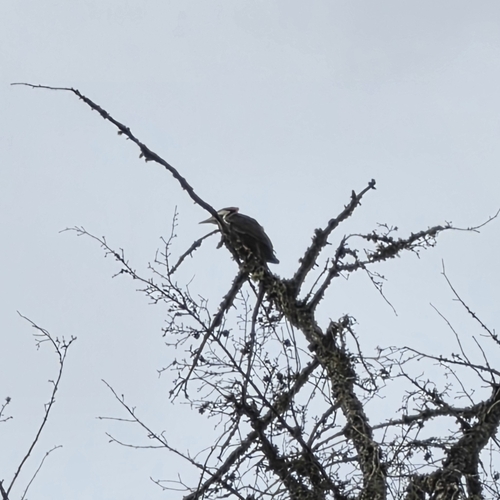 Pileated Woodpecker