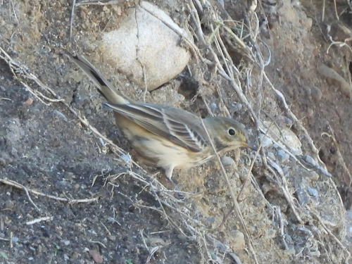 American Pipit