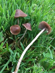 Panaeolus foenisecii