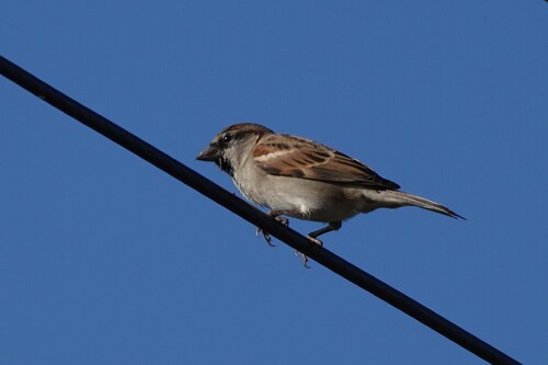 House Sparrow