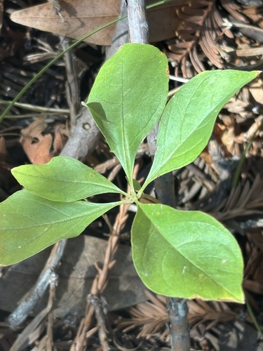 Western Starflower