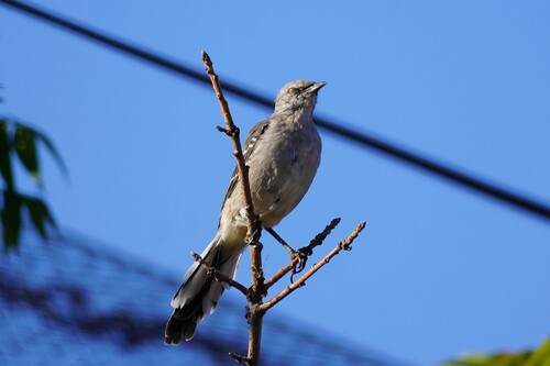 Northern Mockingbird