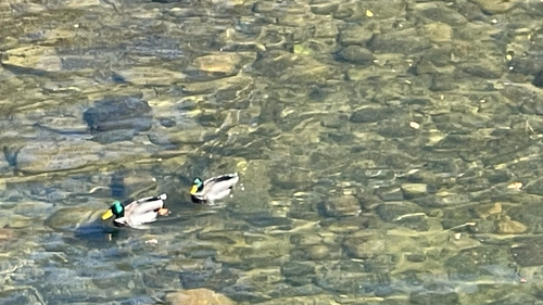 Mallard