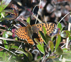 Boloria freija