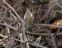 Cordylanthus nidularius