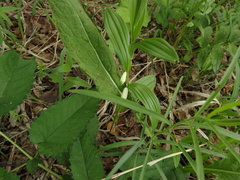 Polygonatum humile