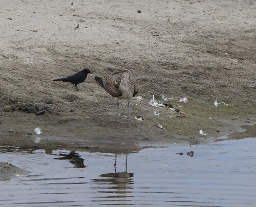 Hudsonian Whimbrel