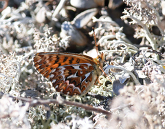 Boloria freija