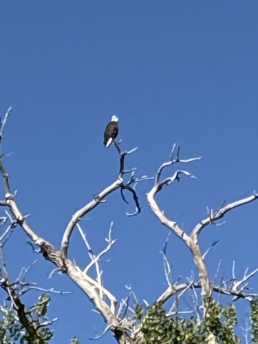 Bald Eagle
