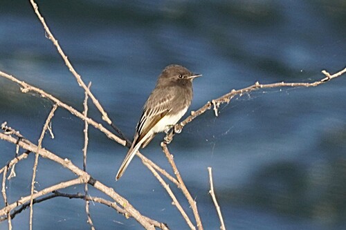 Black Phoebe